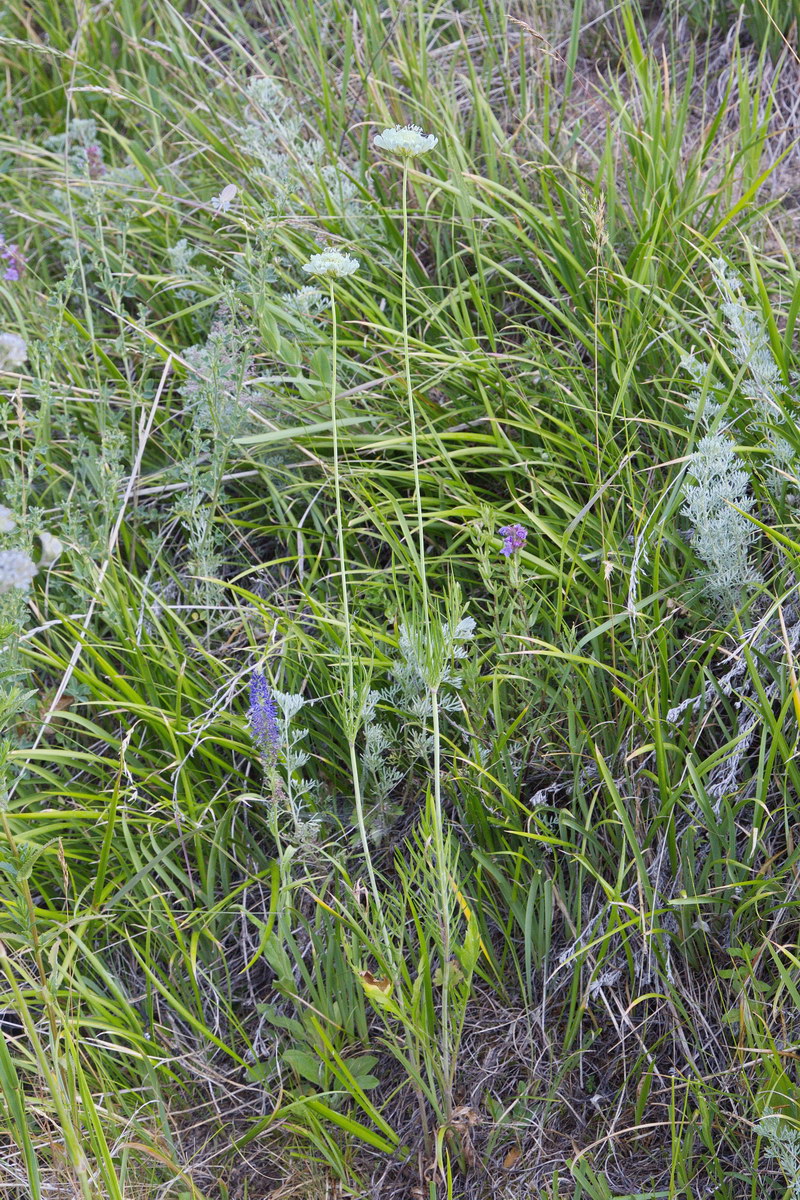 Image of Scabiosa ochroleuca specimen.