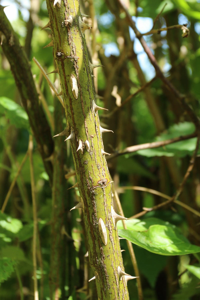 Image of genus Rosa specimen.
