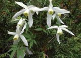 Atragene sibirica