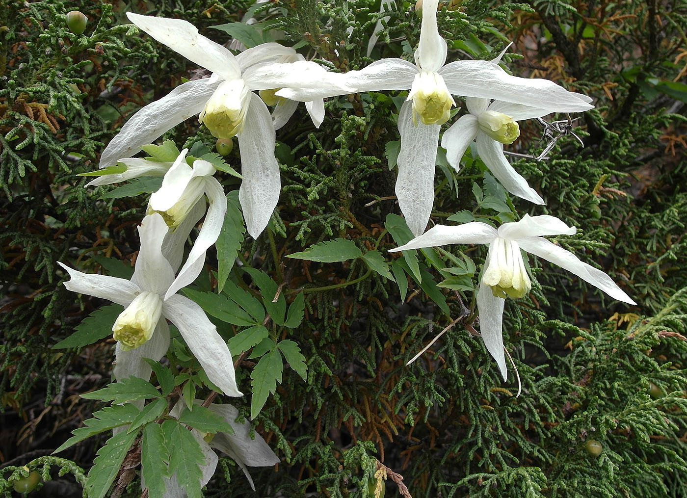 Image of Atragene sibirica specimen.