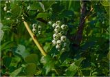 Vaccinium corymbosum. Соплодие с незрелыми плодами и листья. Московская обл., Раменский р-н, окр. дер. Хрипань, садовый участок. 13.07.2025.