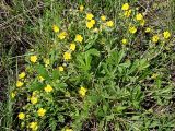Potentilla humifusa. Цветущие растения. Ульяновская обл., Мелекесский р-н, окр. с. Вишенка, ур. \"Овраг Медвежий\", нижняя часть, ковыльно-разнотравная степь. 30.04.2024.