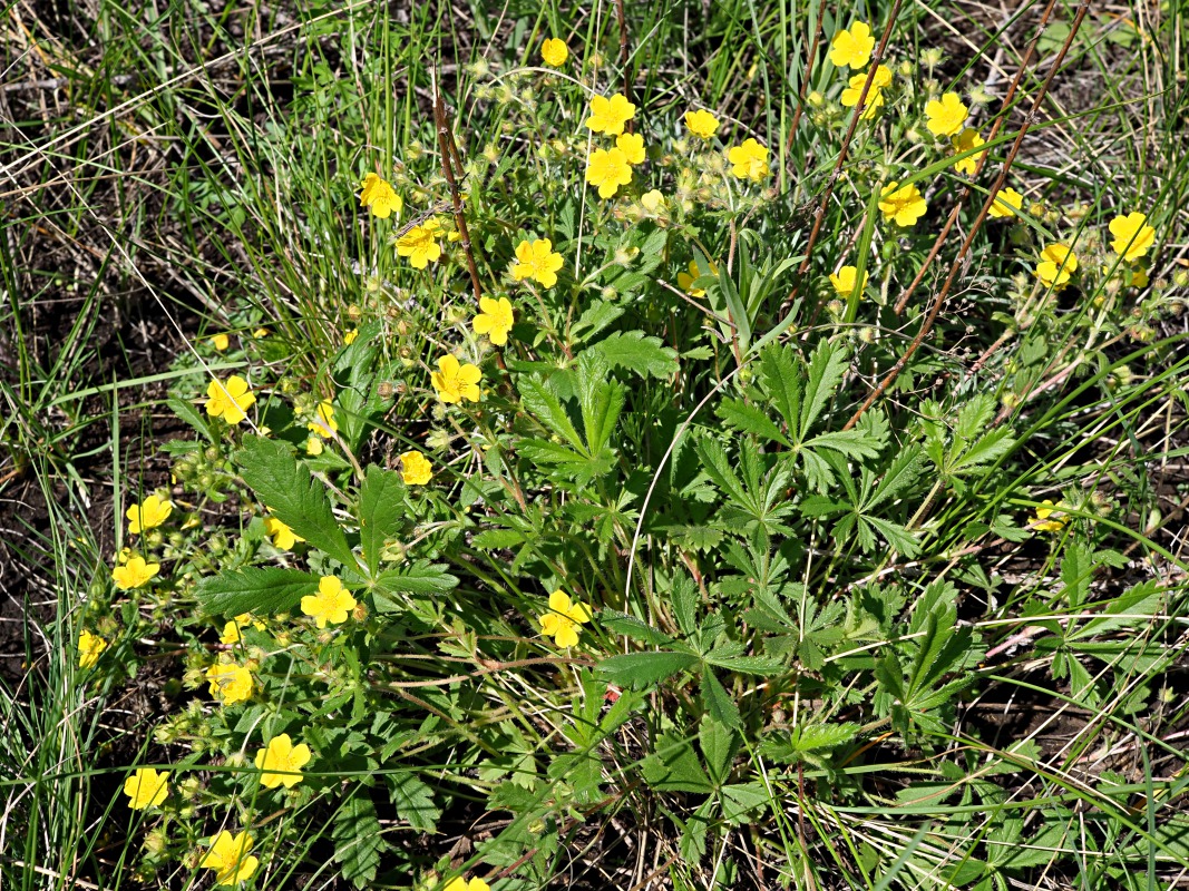 Image of Potentilla humifusa specimen.