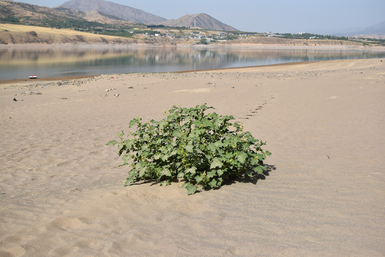 Изображение особи Xanthium orientale.
