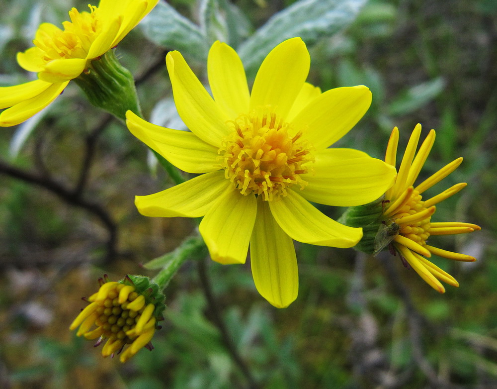 Image of Tephroseris integrifolia specimen.