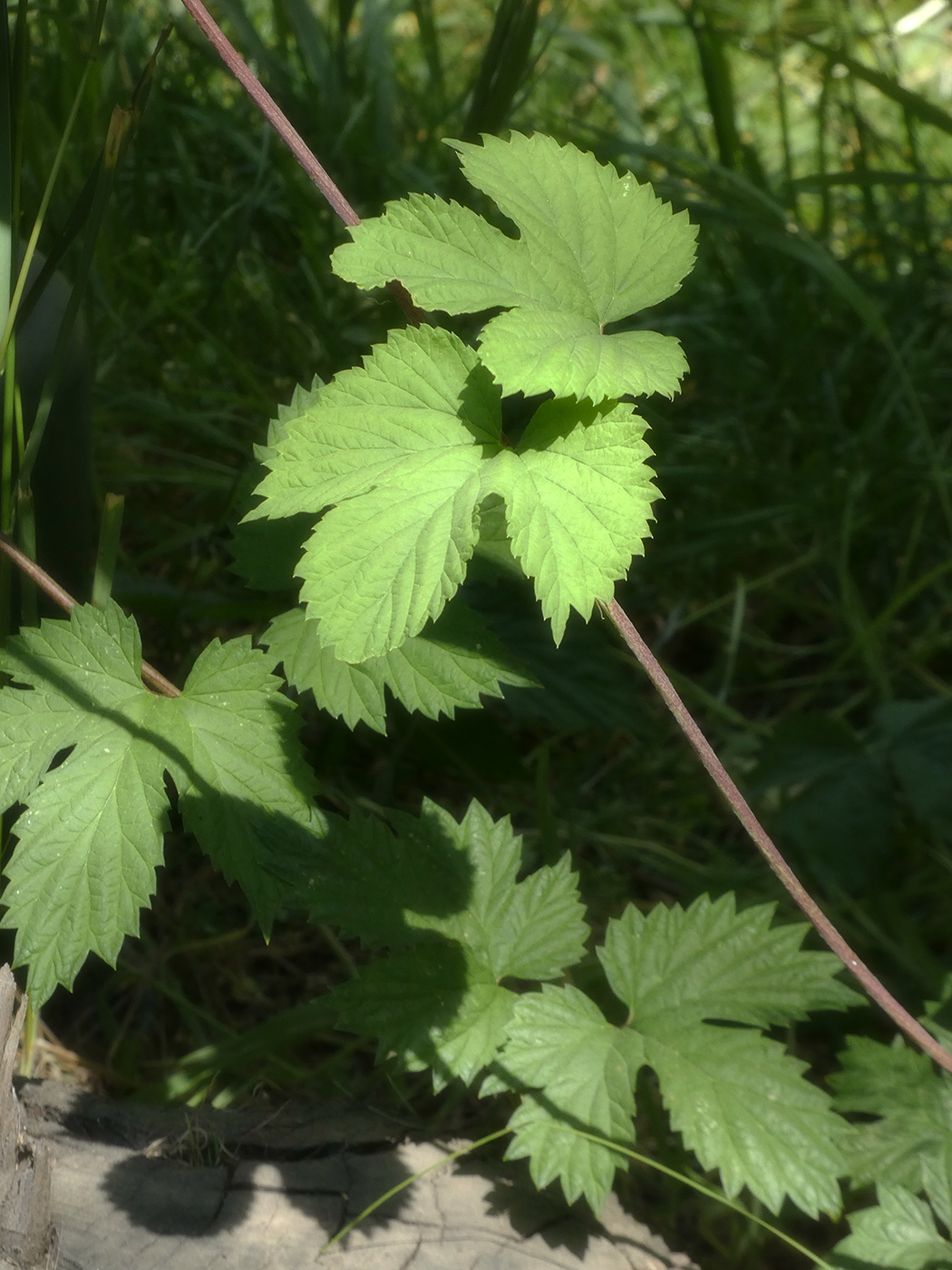 Image of Humulus lupulus specimen.