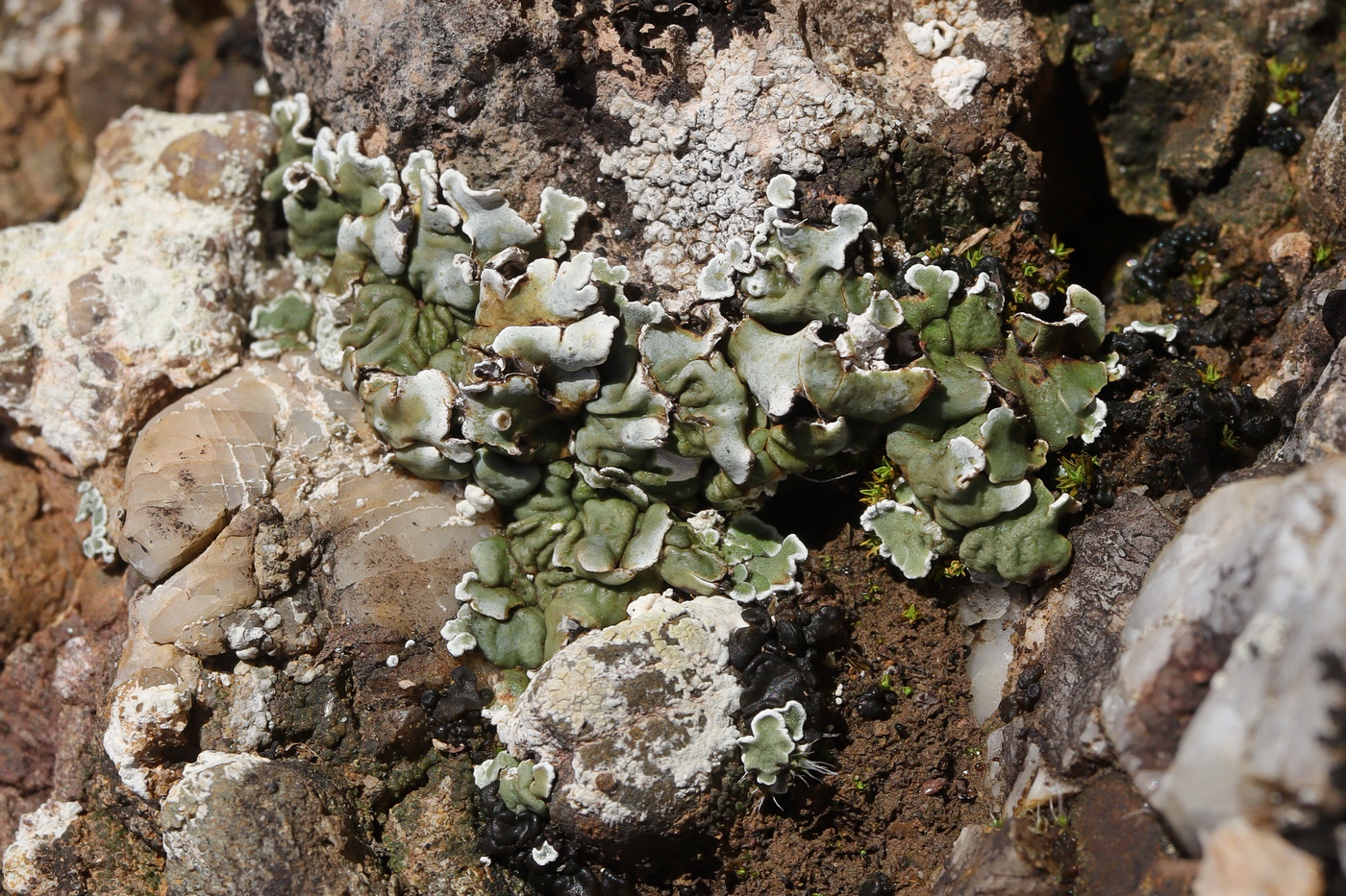 Изображение особи Squamarina gypsacea.