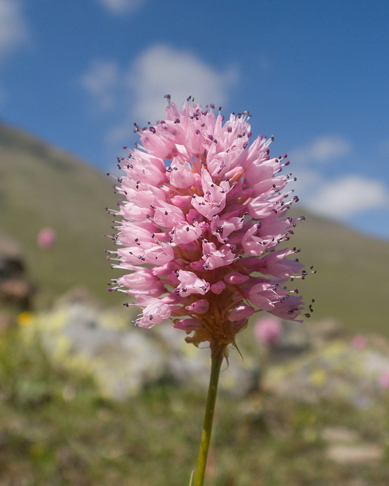 Изображение особи Bistorta carnea.