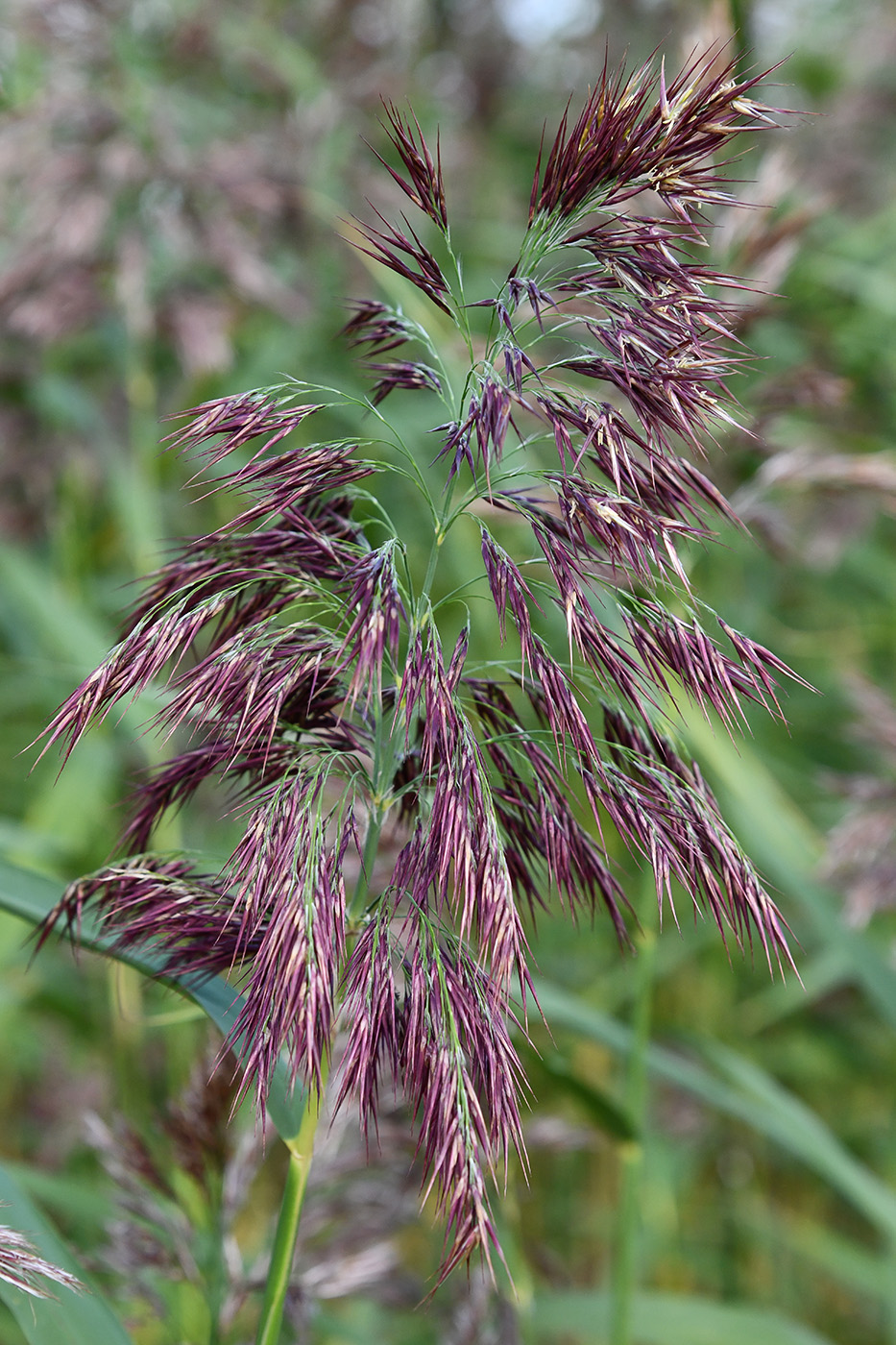 Изображение особи Phragmites australis.