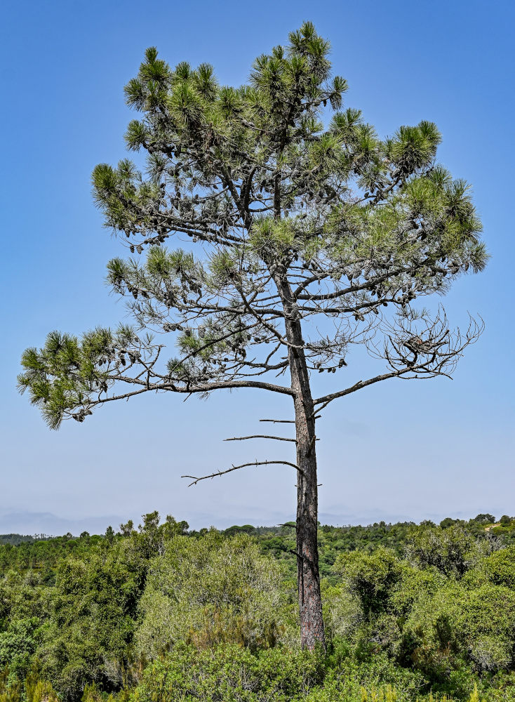 Изображение особи Pinus pinaster.