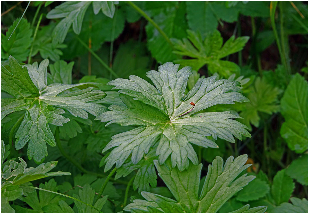 Изображение особи Geranium palustre.