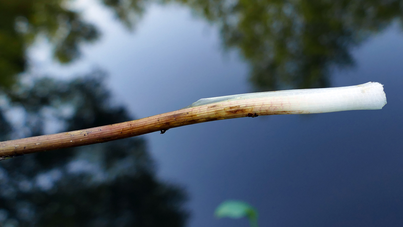 Image of Alisma gramineum specimen.