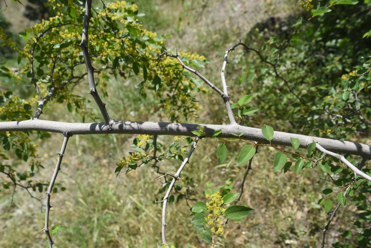 Image of Unknown species specimen.