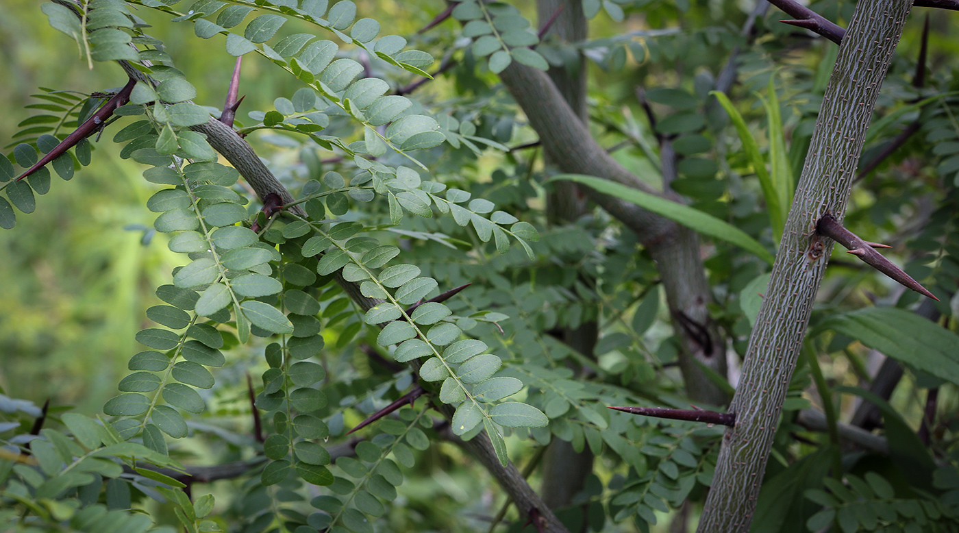Изображение особи Gleditsia triacanthos.