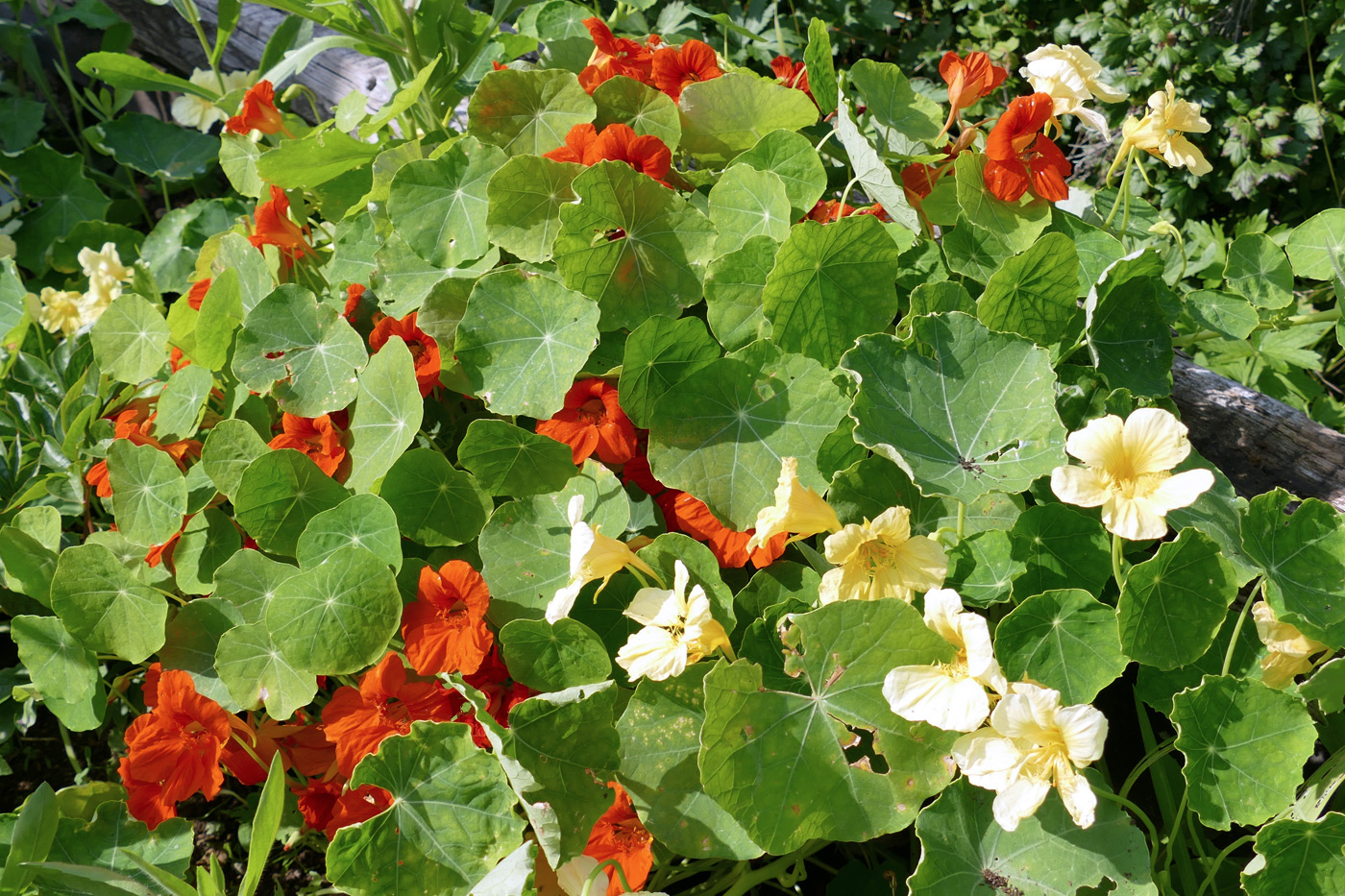 Изображение особи Tropaeolum majus.