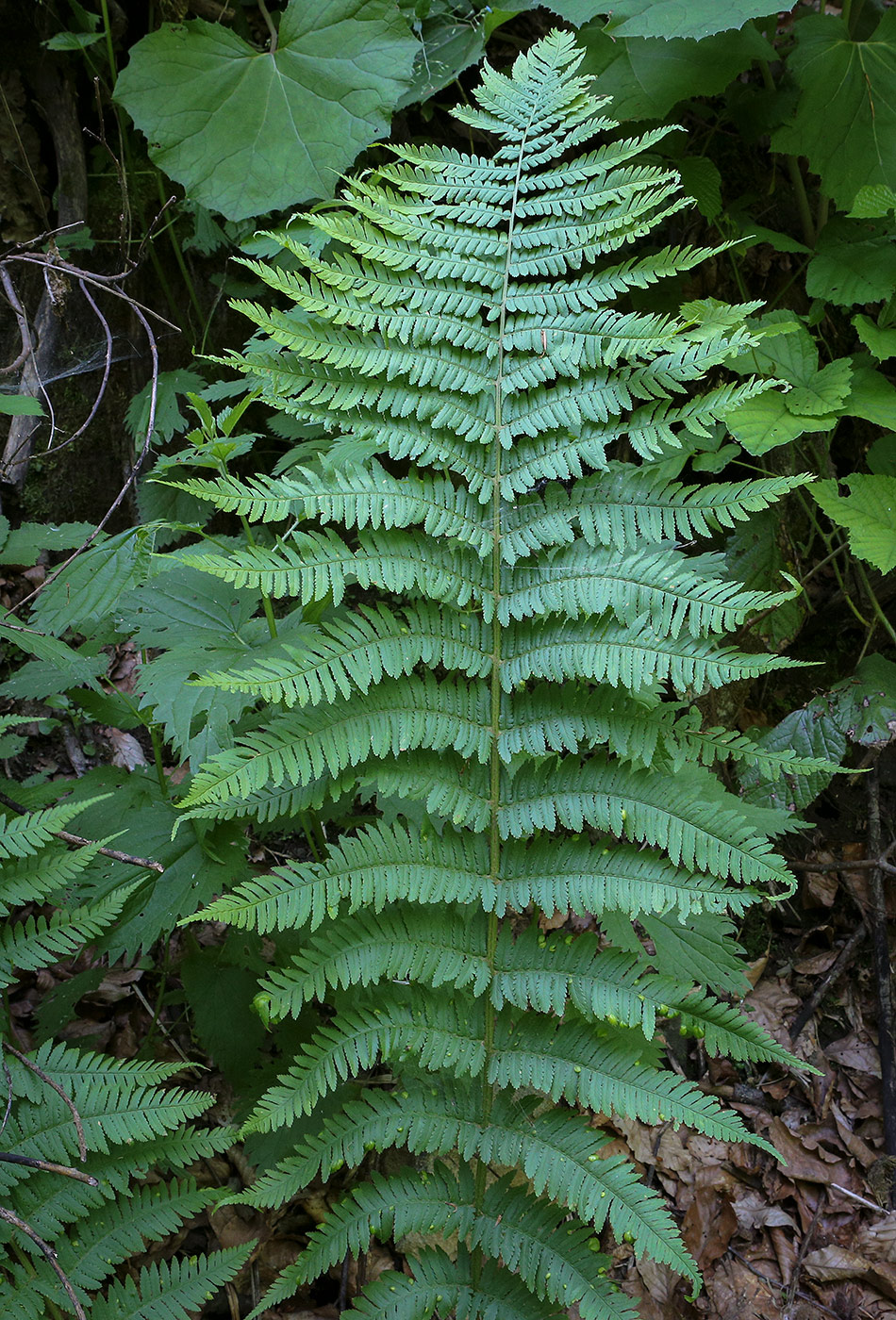 Изображение особи Dryopteris caucasica.