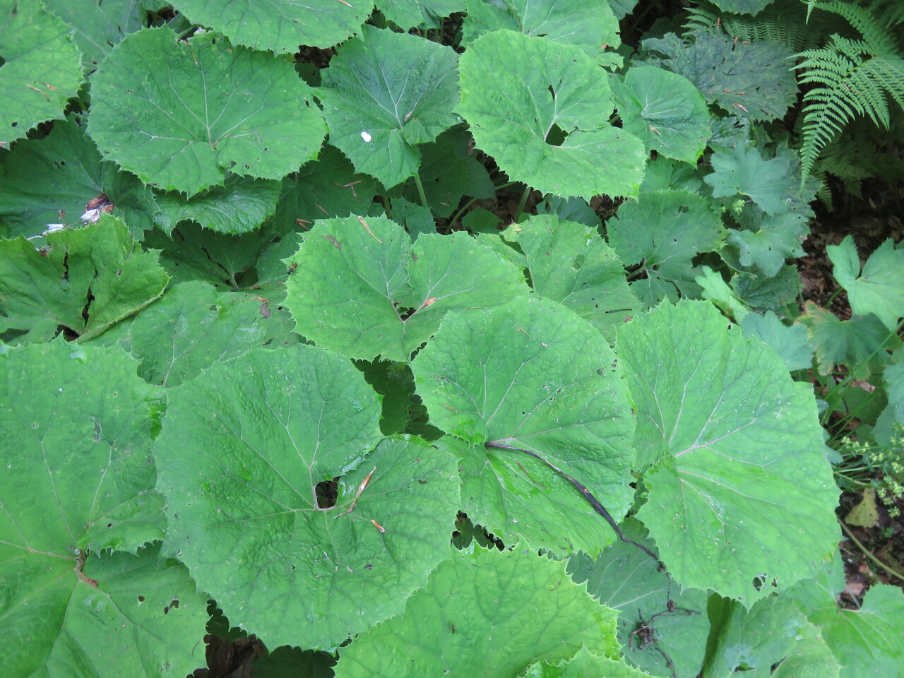 Image of Adenostyles alliariae specimen.