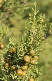 Juniperus phoenicea. Ветвь с шишками. Италия, Тоскана, Природный парк Маремма. 12.04.2011.