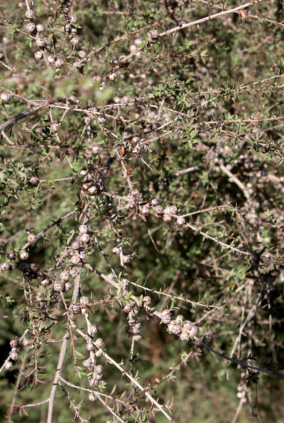 Изображение особи Leptospermum scoparium.