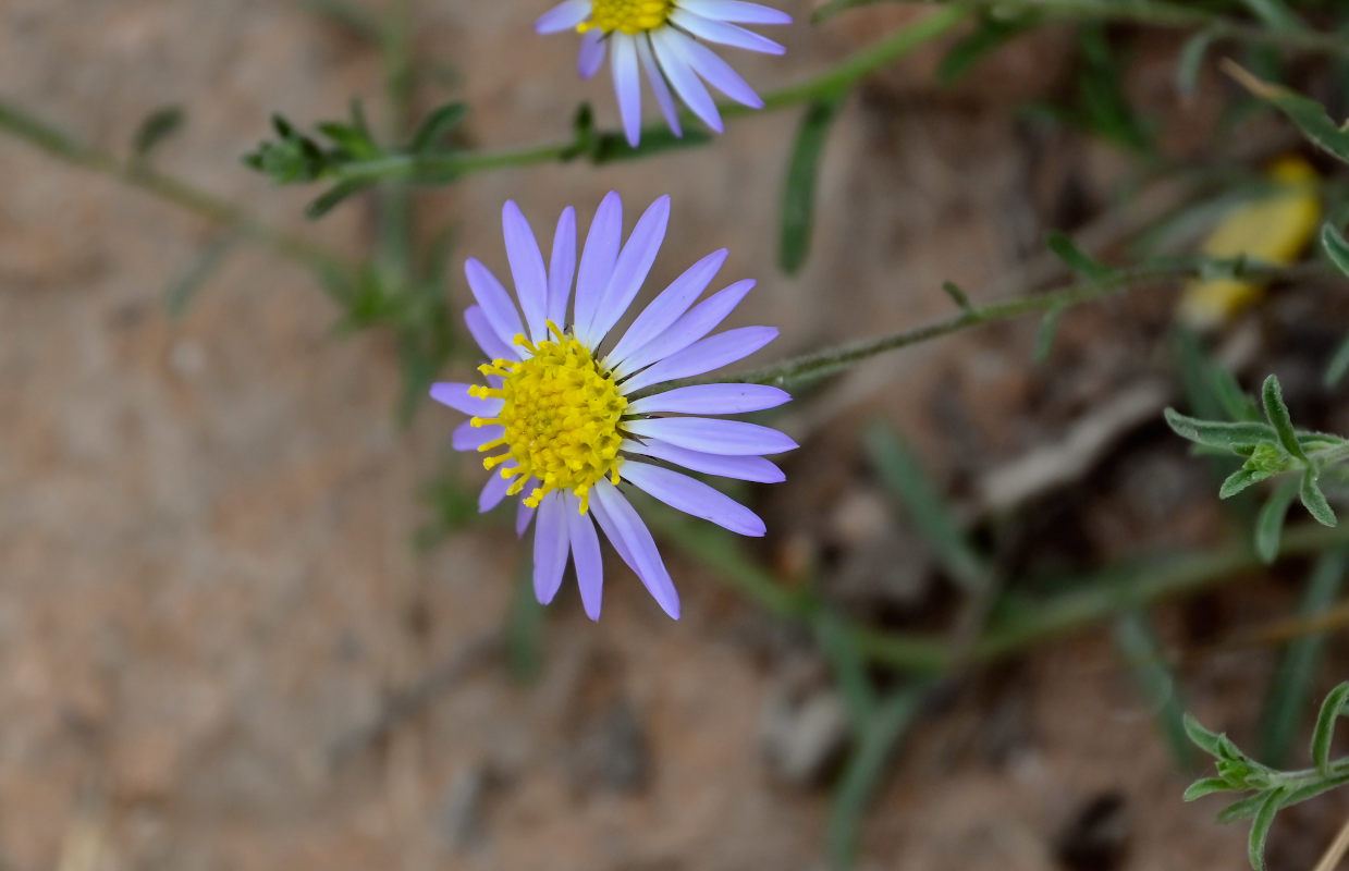 Изображение особи Heteropappus altaicus.