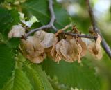 род Ulmus. Плоды. Калмыкия, г. Элиста. 02.05.2025.