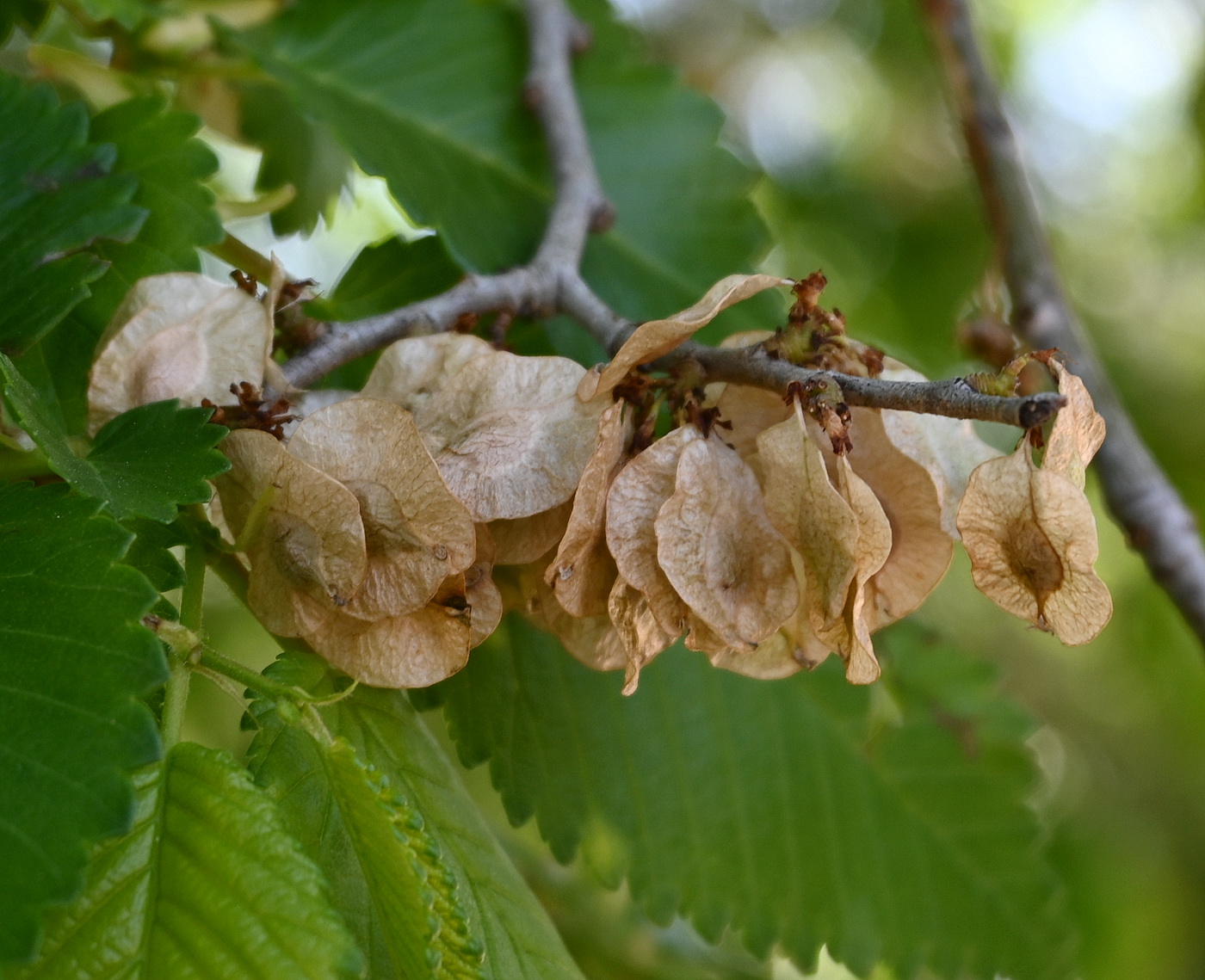Изображение особи род Ulmus.