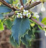 Ilex × meserveae. Цветки и лист. Волгоград, Красноармейский р-н. 15.05.2026.