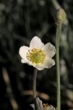 genus Anemone. Цветок. Белгородская обл., пос. Ракитное, ул. Сосновая, 2, в культуре. 21 мая 2026 г.
