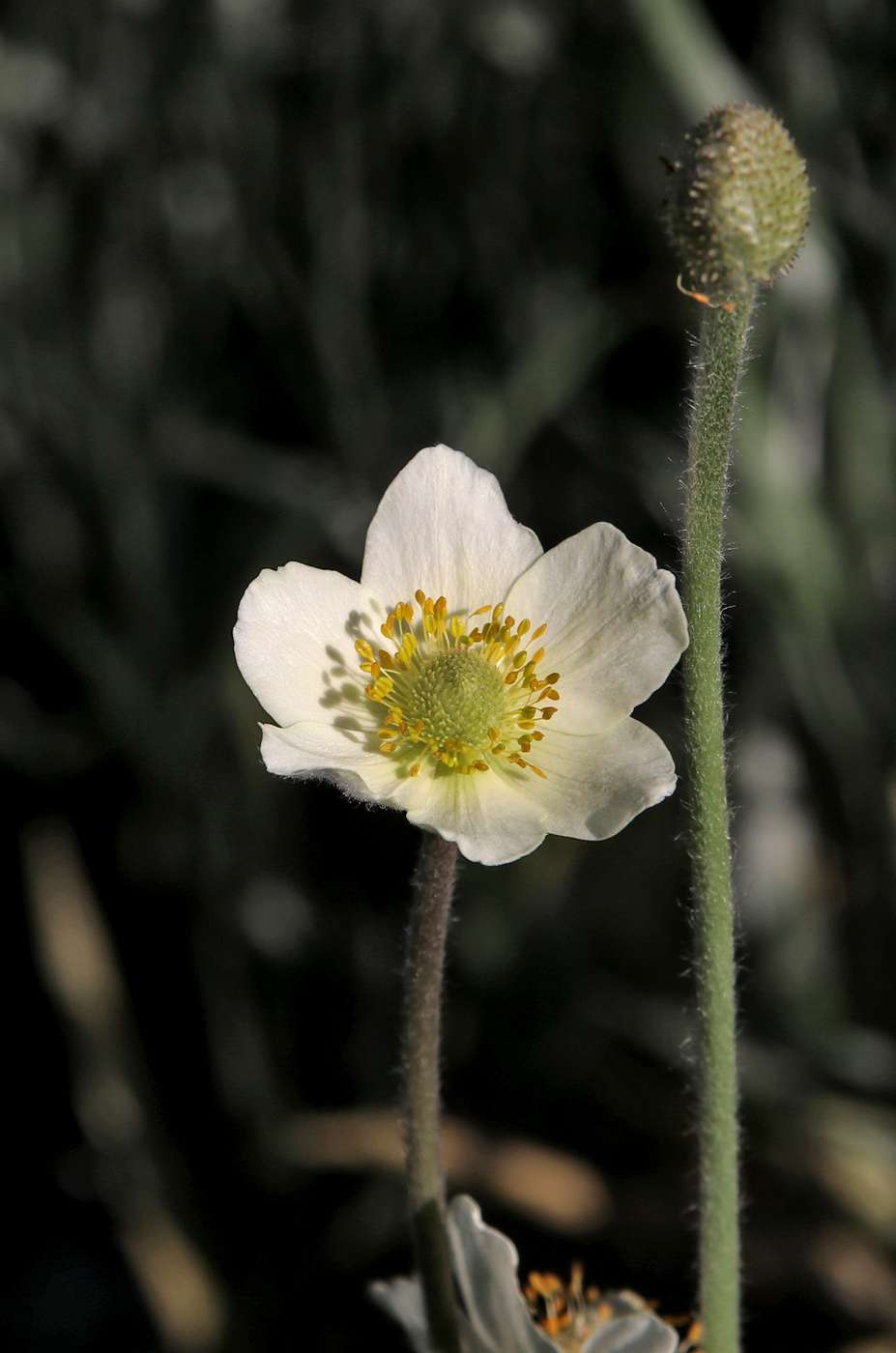 Image of Anemone lithophila specimen.