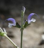 Salvia veneris