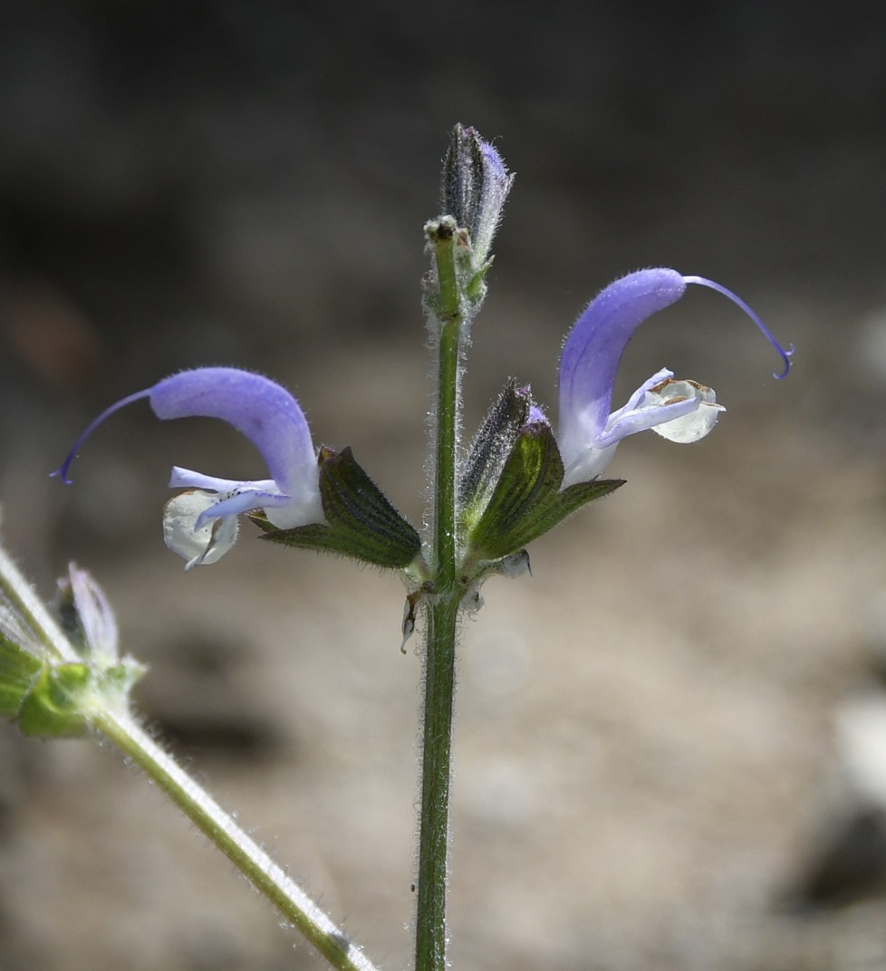 Image of Salvia veneris specimen.