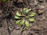 Androsace filiformis. Вегетирующее растение с погрызенными листьями. Хабаровский край, г. Комсомольск-на-Амуре, обочина грунтовой дороги. 22.05.2026.