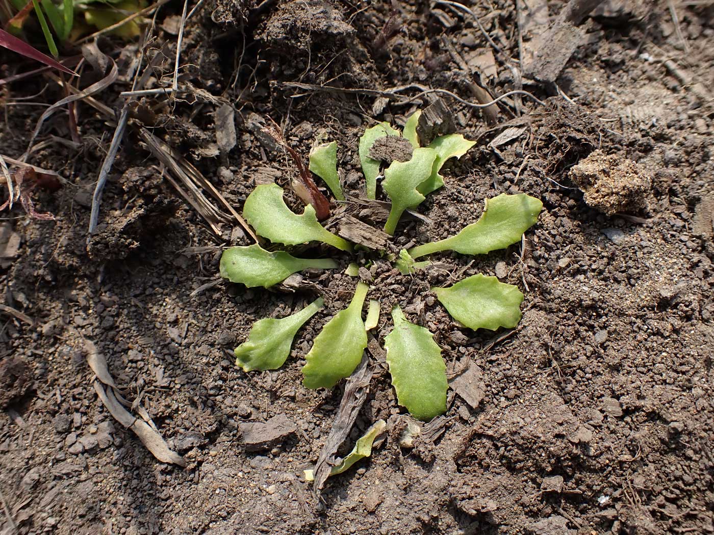 Image of Androsace filiformis specimen.