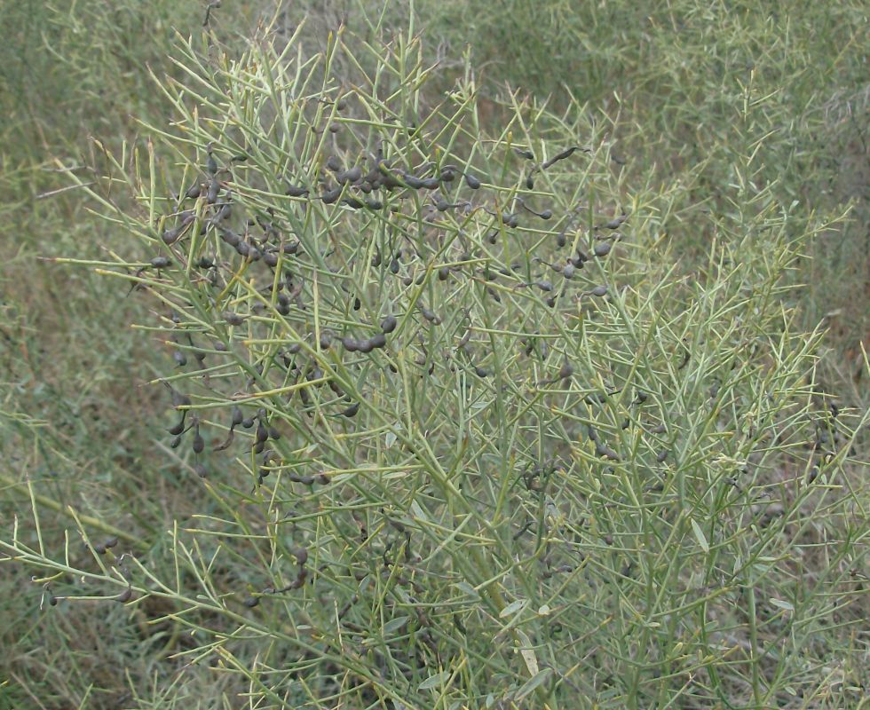 Image of Alhagi pseudalhagi specimen.