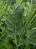 Salvia pratensis