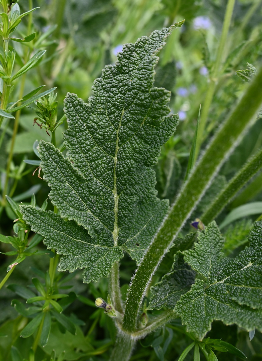 Изображение особи Salvia pratensis.