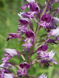 Orchis militaris. Часть соцветия. Ленинградская обл., Ломоносовский р-н, окр. пос. Глядино, сырой луг на известняке. 7 июня 2026 г.