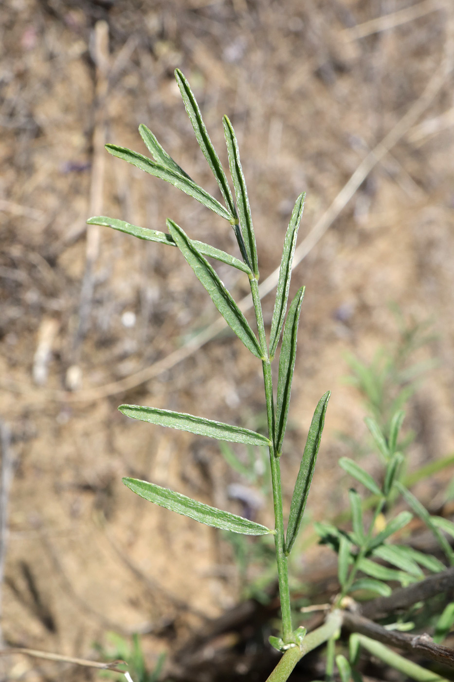 Изображение особи Astragalus varius.