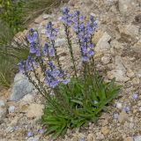 Veronica gentianoides