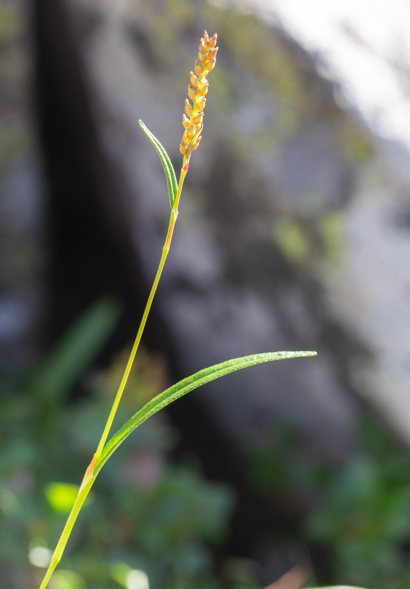 Image of Bistorta vivipara specimen.