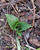 Spiranthes spiralis. Прикорневая розетка листьев. Краснодарский край, Крымский р-н, окр. станицы Неберджаевская, ур. Темрючки, старый плодовый сад, зарастающий Crataegus и Carpinus orientalis, в междурядье. 19.09.2026.
