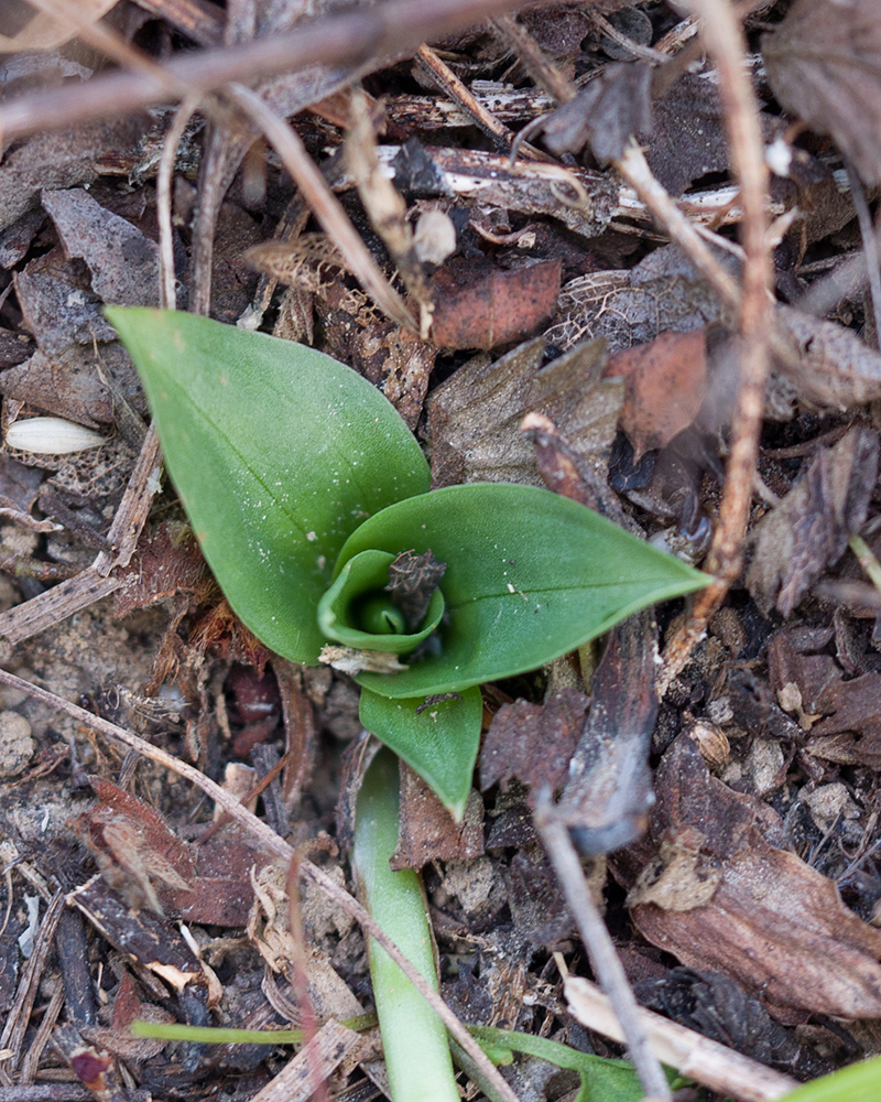 Image of Spiranthes spiralis specimen.
