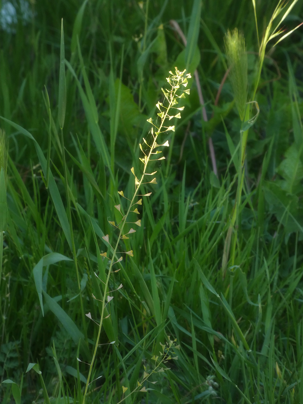 Image of Capsella bursa-pastoris specimen.