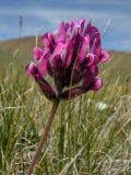 Oxytropis macrosema