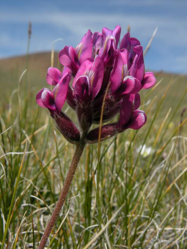 Изображение особи Oxytropis macrosema.