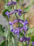 Perovskia scrophulariifolia