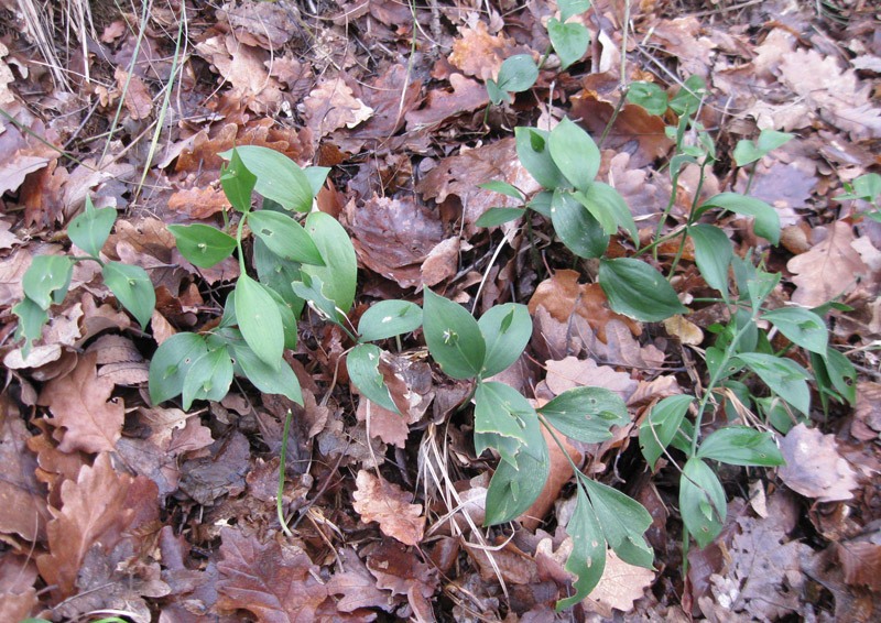 Image of Ruscus hypoglossum specimen.