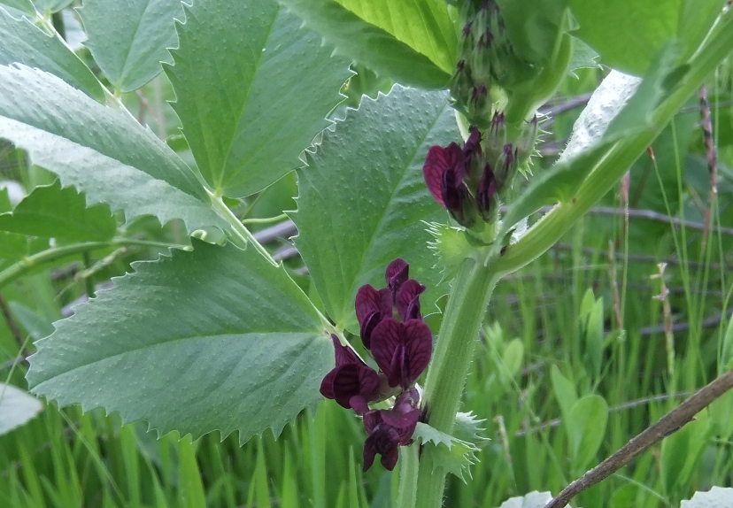 Image of Vicia serratifolia specimen.