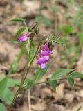 Lathyrus vernus