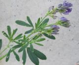 Medicago sativa. Верхушка цветущего побега. Новосибирская обл., Карасукский р-н, с. Благодатное. 08.06.2011.